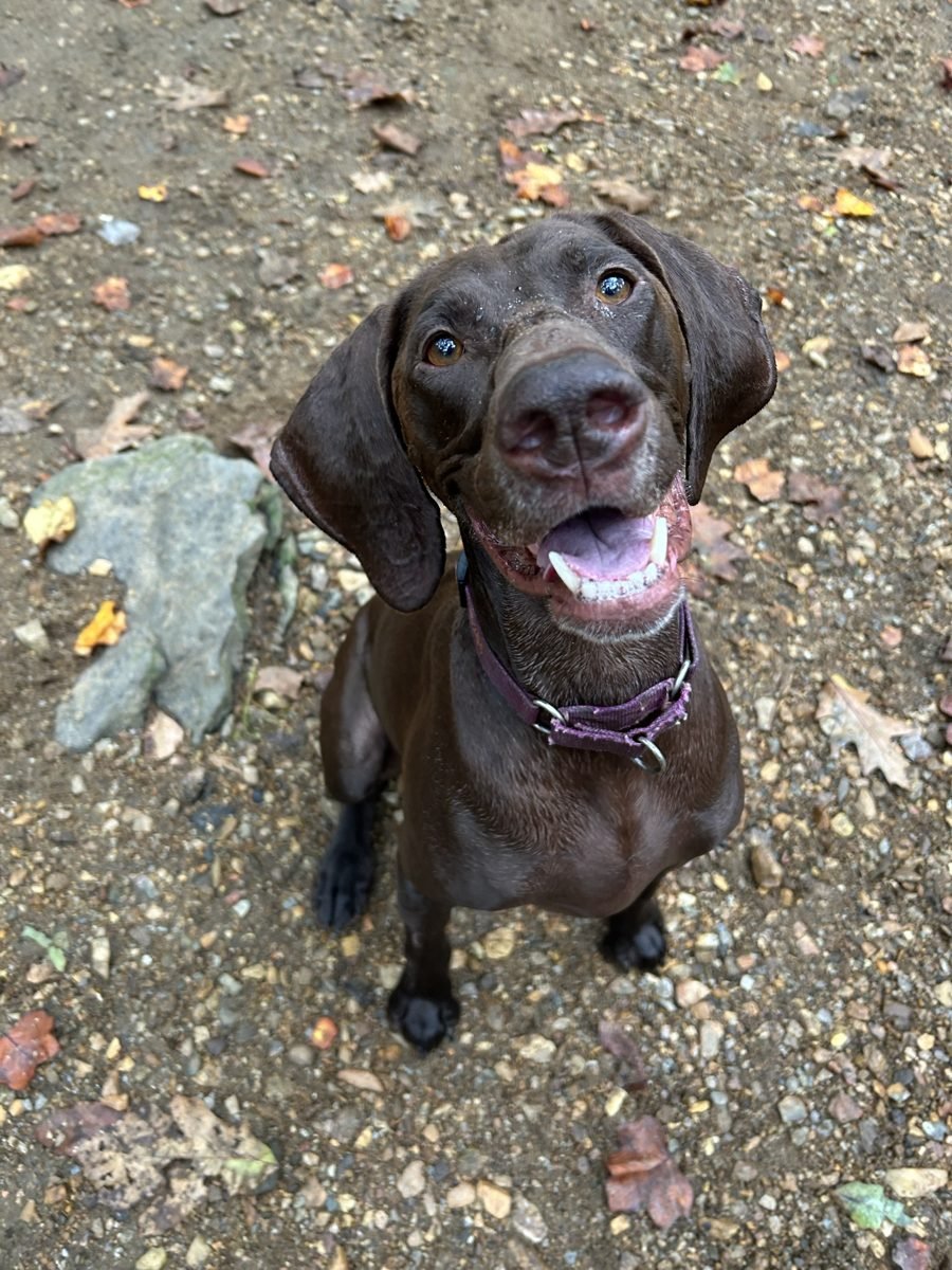 Happy brown dog smiling up on a trail walk